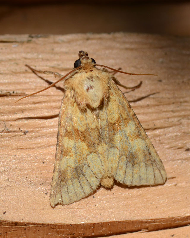 Noctuidae da determinare 1